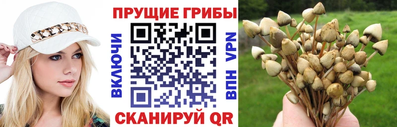 где купить   Иланский  Галлюциногенные грибы GOLDEN TEACHER 